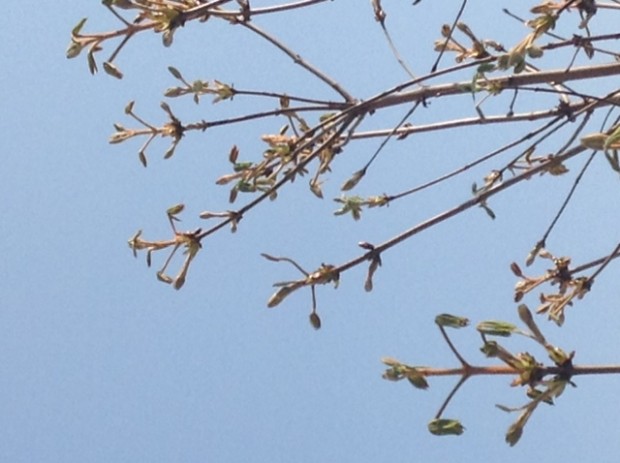 Bourgeons de marronnier, Paris 2014